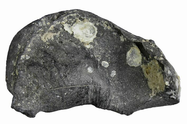 Fossil Whale Ear Bone - Miocene #177766